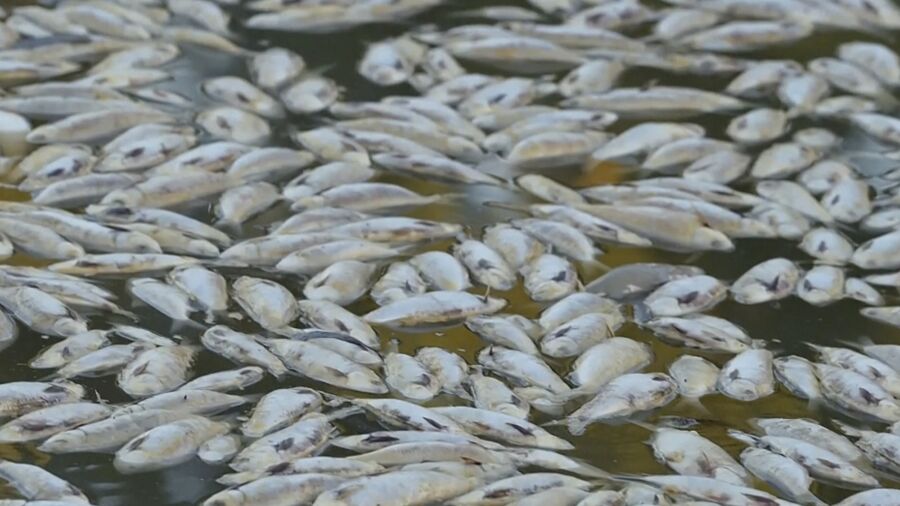 Millions of Dead Fish Wash Up in Australia