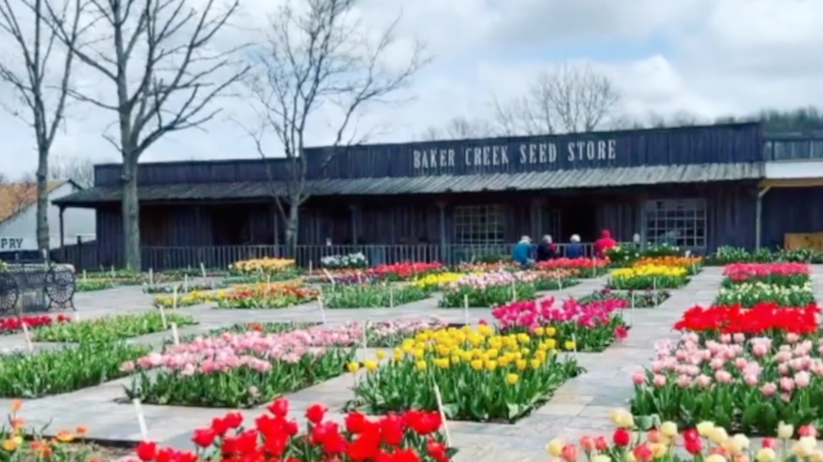 Family-Owned Heirloom Seed Company: Mission to Preserve Rare Seeds From All Over the World