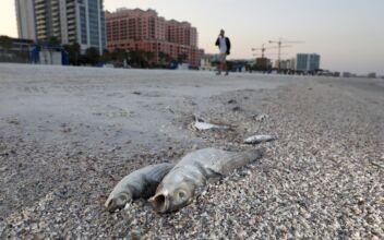 Presence of Red Tide Algae on Florida’s Gulf Coast Killed Fish, Caused Breathing Problems and Burning Eyes, Festival Cancelled