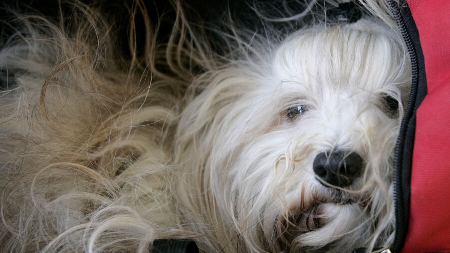 Cubans Struggle to Keep Silky-Haired Lapdogs