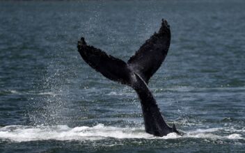 Hawaii Cites Man for Harassing Humpback Whale, Dolphins