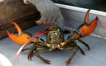 Do-Not-Eat Listing Draws Lawsuit From Maine Lobster Industry