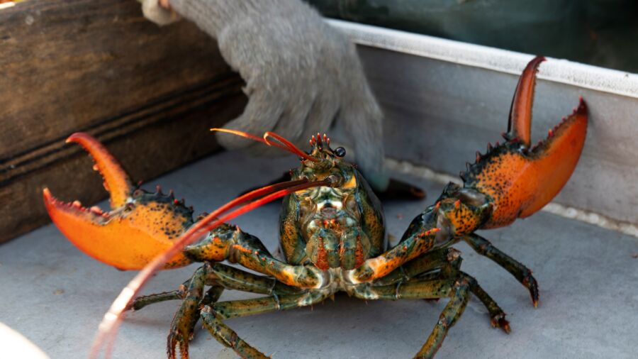 Do-Not-Eat Listing Draws Lawsuit From Maine Lobster Industry