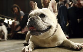 Beloved and Debated, French Bulldog Becomes Top US Dog Breed