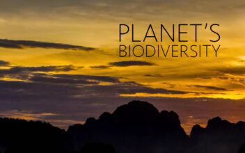 Planet’s Biodiversity