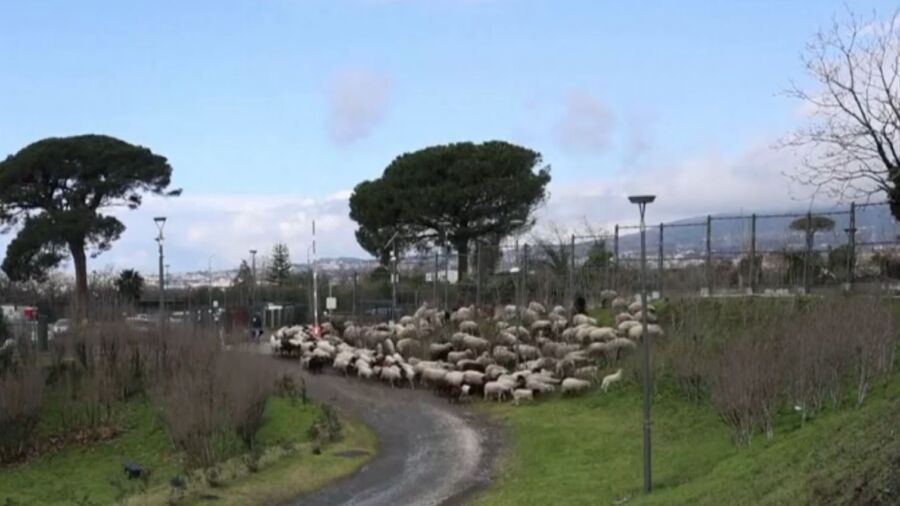 Grazing Sheep Tackle Unruly Vegetation in Pompeii