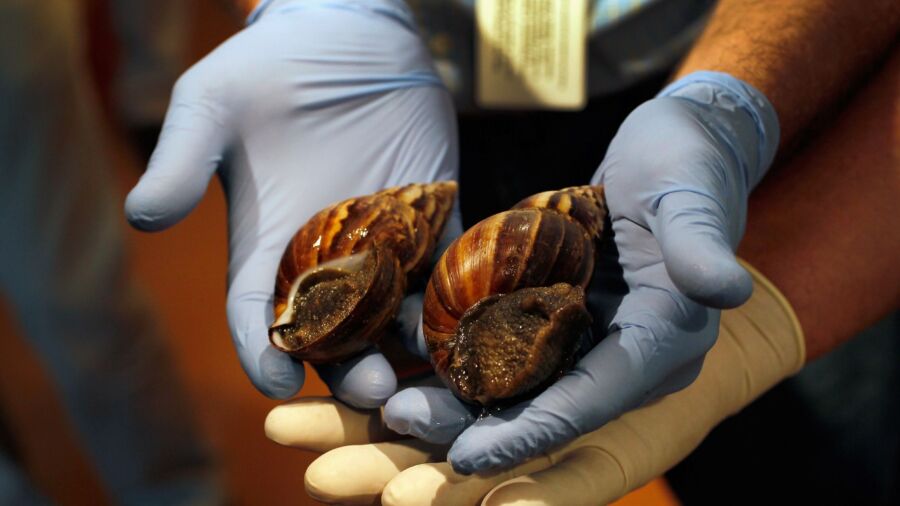 African Land Snails Found in Luggage at Michigan Airport