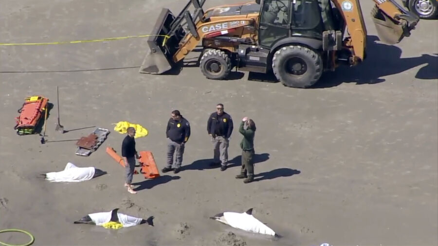 Officials: 8 Dolphins Dead After Stranding in New Jersey