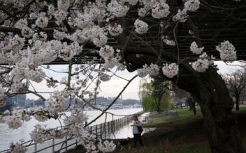 LIVE: Washington Is Abloom With Cherry Blossoms