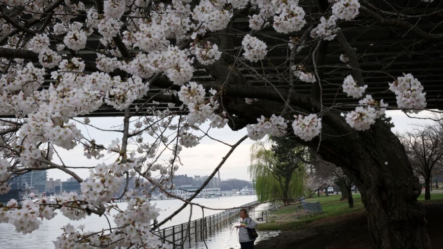 Washington Is Abloom With Cherry Blossoms
