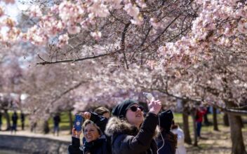 Locals and Tourists Enjoy Cherry Blossoms in DC and Tokyo