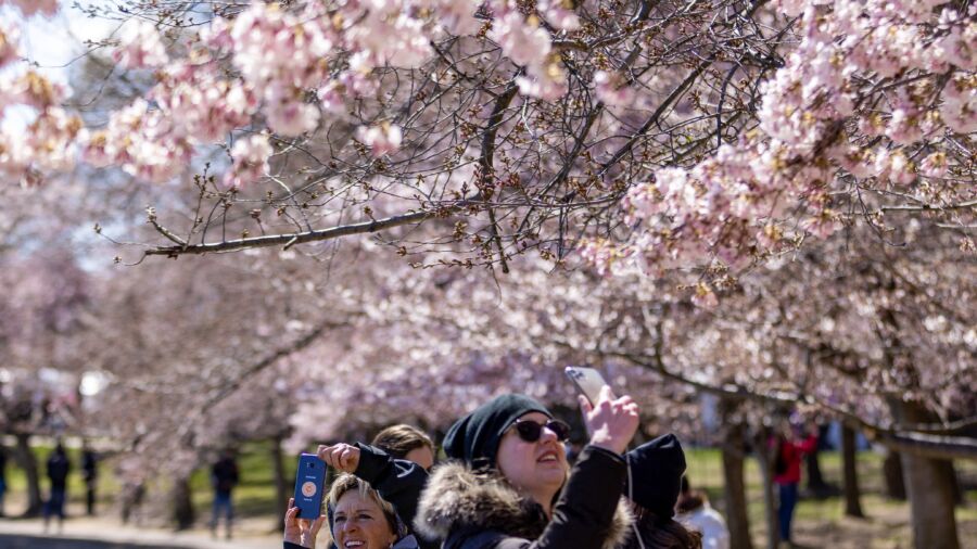 Locals and Tourists Enjoy Cherry Blossoms in DC and Tokyo