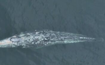 ‘Miracle Whale’ Perseveres With Missing Tail