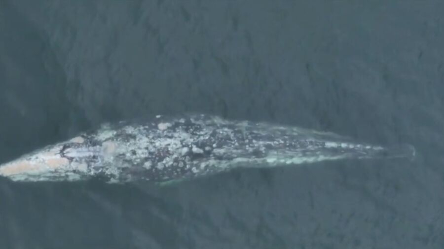 ‘Miracle Whale’ Perseveres With Missing Tail