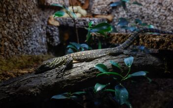 Endangered Komodo Dragons Hatch at Spanish Zoo
