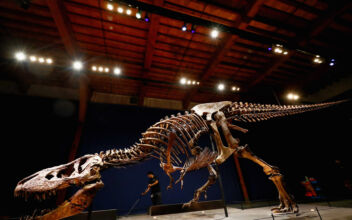Ultra Rare T-Rex Skeleton to Be Auctioned