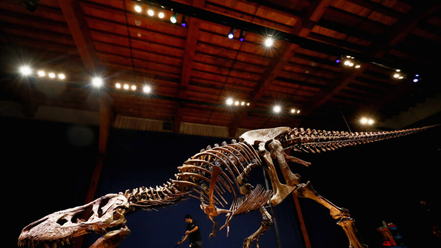 Ultra Rare T-Rex Skeleton to Be Auctioned