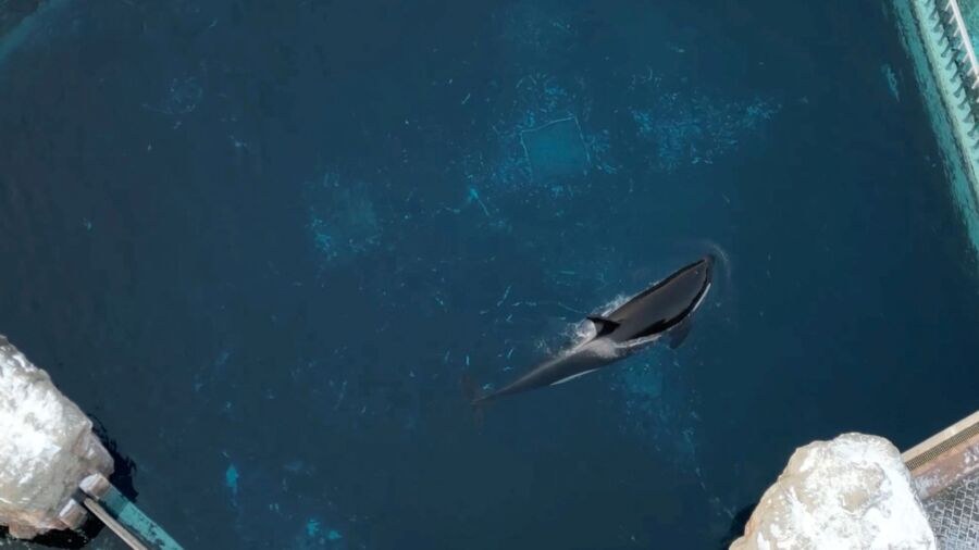 Kiska, Canada’s Last Captive Killer Whale, Dies