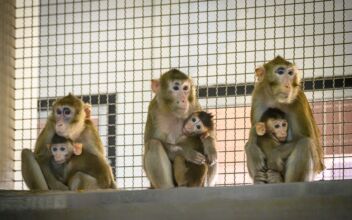 US Animal Welfare Organization Calls for Shipment of 1,000 Lab Monkeys Not to Be Returned to Cambodia