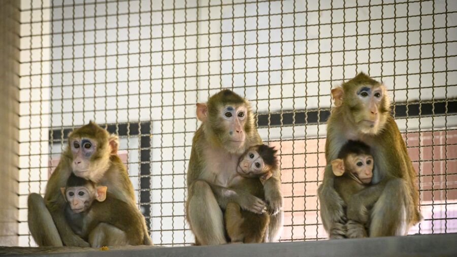 US Animal Welfare Organization Calls for Shipment of 1,000 Lab Monkeys Not to Be Returned to Cambodia
