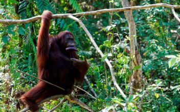 Fears for Orangutans, Dolphins as Indonesia Presses on With New Capital