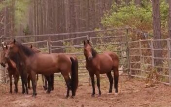 Aussies Adopt Wild Horses Amid Road Accidents