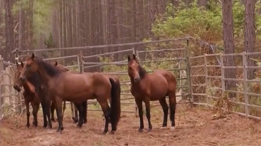 Aussies Adopt Wild Horses Amid Road Accidents