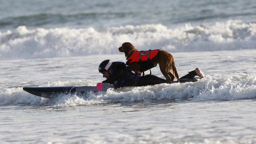 Ricochet, San Diego’s Surfing Therapy Dog, Dies at 15