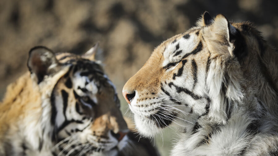 ‘Tiger King’ Star Carole Baskin Closing Down Big Cat Sanctuary