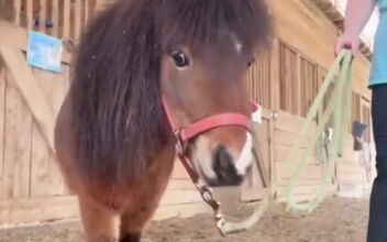 Pony Leads Police on Low-Speed Foot Chase
