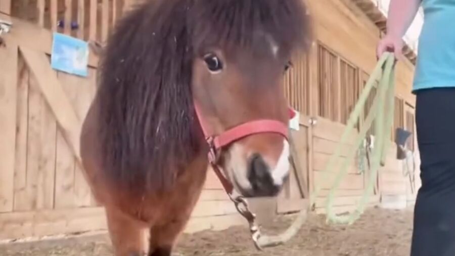 Pony Leads Police on Low-Speed Foot Chase