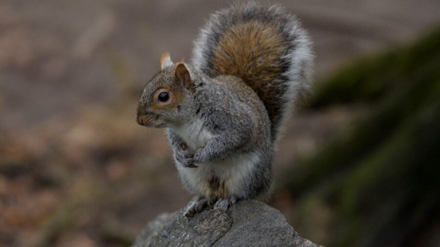 Squirrel Learns to Ring Bell for Treats