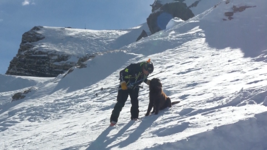 Mountain Rescue Dogs Train for Avalanches