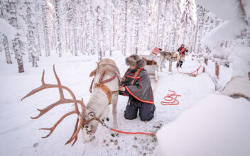 Life of a Young Reindeer Herder in Finland