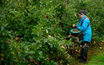 British Apple Farmers Struggle to Make Profit