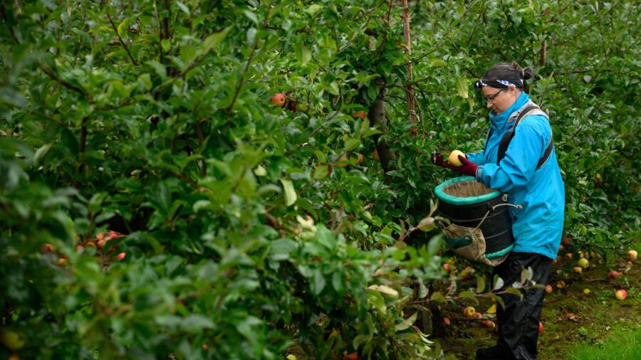 British Apple Farmers Struggle to Make Profit