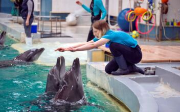 Ukrainian Dolphins Find New Home in Romanian Aquarium