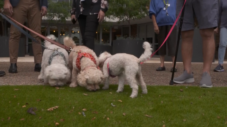 Pets Bring Health Benefits to Retirement Home