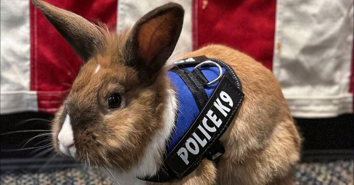 Officer Cottontail? Bunny Joins Police Force. Fur Real. NTD