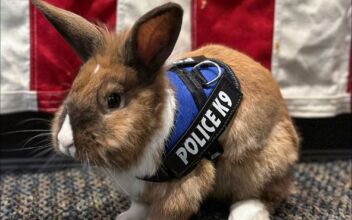 Officer Cottontail? Bunny Joins Police Force. Fur Real.