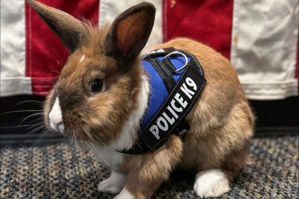 id912148-rabbit-police
