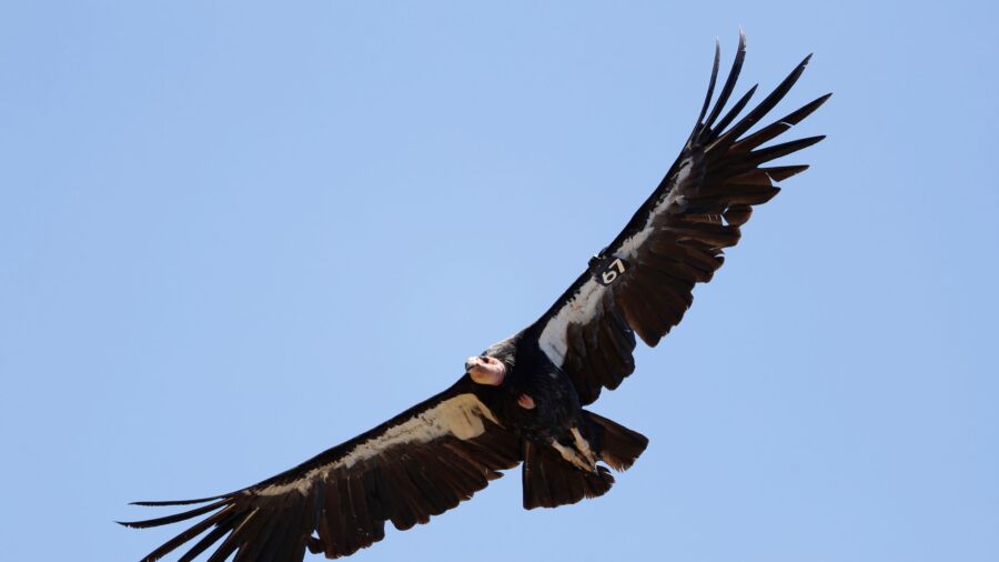 Avian Flu Kills 3 California Condors in Northern Arizona