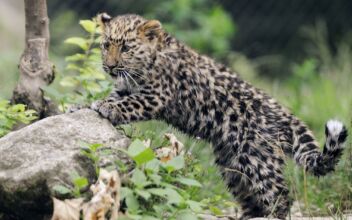 ‘Emotional Experience’: Critically Endangered Amur Leopard Cubs Born at San Diego Zoo