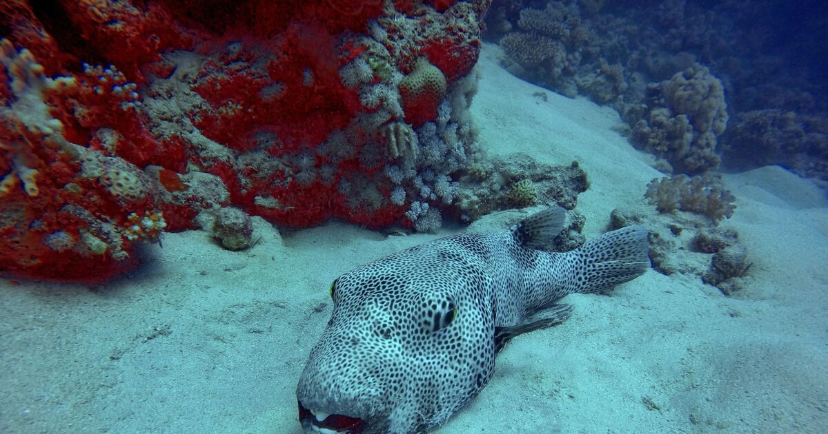 Elderly Couple Dies After Eating Poisonous Pufferfish in Malaysia NTD