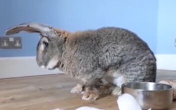 Continental Giant Rabbits Become Popular Pets