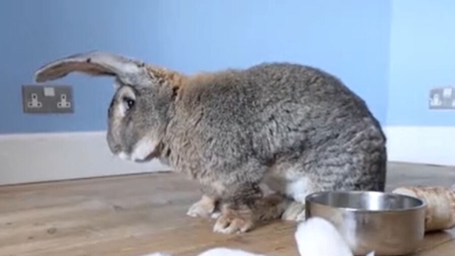 Continental Giant Rabbits Become Popular Pets