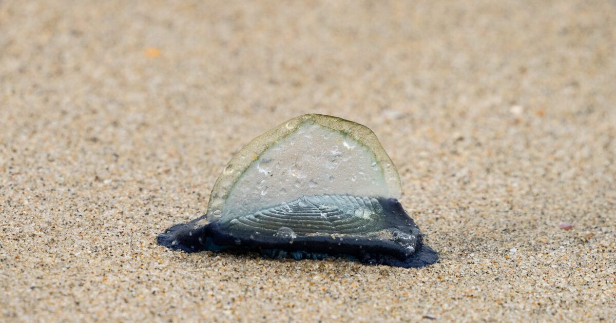 Strange Jellyfish Creatures Wash Ashore In Southern California | NTD