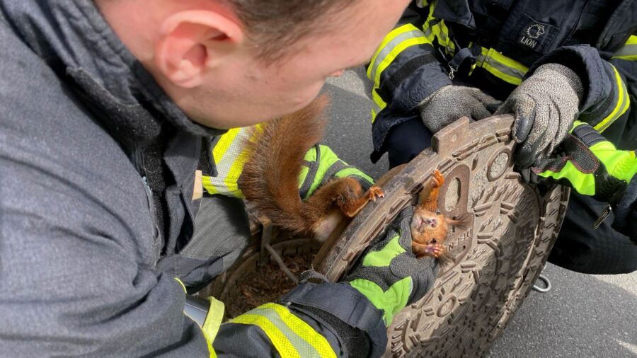 Germany: ‘Uncooperative’ Squirrel Freed From Manhole Cover