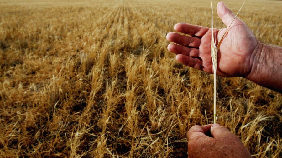China, Australia Reach Deal to Resolve Barley Dispute