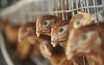 California Poultry Enterprise Ordered to Pay Workers $4.8M in Damages